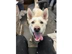 Adopt Sophia a Labrador Retriever / Husky / Mixed dog in Burnaby, BC (41493087)