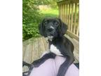 Adopt Salty a Black - with Brown, Red, Golden, Orange or Chestnut Boxer dog in