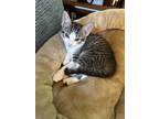 Adopt Flip Flops a Domestic Shorthair / Mixed cat in Merrifield, VA (41551601)
