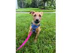 Adopt Breeze a Labrador Retriever dog in Merrifield, VA (41551598)