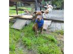 Adopt Boat a Labrador Retriever dog in Merrifield, VA (41551597)