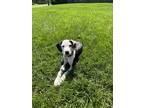 Adopt Seashell a Boxer dog in Merrifield, VA (41551595)