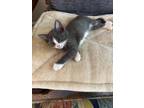 Adopt Florida a Gray or Blue (Mostly) Domestic Shorthair / Mixed cat in