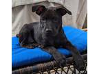 Adopt Bullshark a Black Labrador Retriever dog in Merrifield, VA (41551592)