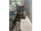 Adopt Tabasco Pepper a Spotted Tabby/Leopard Spotted Domestic Shorthair / Mixed