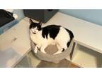 Adopt Primrose a Domestic Shorthair / Mixed cat in Sherwood, OR (41548385)