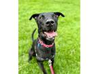 Adopt Monty a Labrador Retriever / American Pit Bull Terrier / Mixed dog in