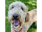 Adopt Chloe a Poodle (Standard) / Bernese Mountain Dog / Mixed dog in Golden