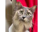 Adopt Fifi a Domestic Longhair / Mixed (short coat) cat in Cambria