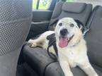 Adopt Mino a Collie / Pointer / Mixed dog in Willingboro, NJ (41530638)