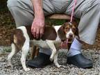 Adopt Molly a Brown/Chocolate - with Tan Beagle / Mixed dog in Willingboro