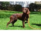 Adopt Sadie a Brown/Chocolate Boykin Spaniel / Mixed dog in Willingboro