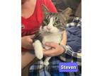 Adopt Steven a Gray or Blue (Mostly) Domestic Shorthair / Mixed (short coat) cat