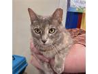 Adopt Amelia a Domestic Shorthair / Mixed cat in Candler, NC (41484232)