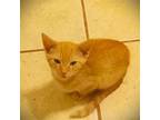 Adopt Grape Hyacinth a Orange or Red Tabby Domestic Shorthair / Mixed cat in