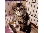 Adopt Silkie a Brown or Chocolate Domestic Longhair / Mixed cat in Candler