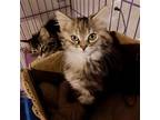 Adopt Frizzle a Brown Tabby Domestic Longhair / Mixed cat in Candler