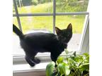Adopt Ofelia a All Black Domestic Mediumhair / Mixed cat in Candler