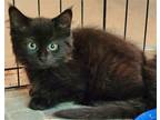 Adopt Samba a All Black Domestic Shorthair / Mixed cat in Candler, NC (41530599)