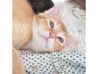 Adopt Simon Too a Orange or Red Tabby Domestic Shorthair / Mixed cat in Candler