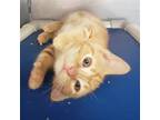 Adopt Sergio a Orange or Red Tabby Domestic Shorthair / Mixed cat in Candler