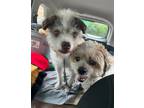 Adopt Jackson and Leo - DD a Shih Tzu / Mixed dog in Columbia, TN (41551168)
