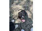 Adopt Veteran a Labrador Retriever / Mixed dog in Elmsford, NY (41542495)