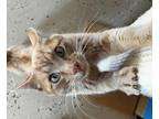 Adopt Rocky a Domestic Shorthair / Mixed (short coat) cat in Logan