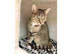 Adopt Kiko a Gray or Blue (Mostly) Domestic Shorthair / Mixed cat in Elmsford