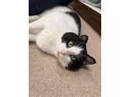 Adopt Phantom a Black & White or Tuxedo Domestic Shorthair / Mixed cat in
