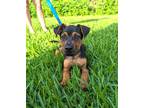 Adopt Mac a Black - with Tan, Yellow or Fawn Terrier (Unknown Type