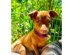 Adopt Clayton a Mixed Breed (Small) / Mixed dog in Mipiltas, CA (41535820)