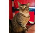 Adopt Sesame - Maui Cat a Domestic Shorthair / Mixed cat in Mipiltas