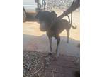 Adopt 032427 - Tank a Labrador Retriever dog in McMinnville, TN (41551519)