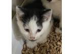 Adopt 052437 - Butter a Black & White or Tuxedo Domestic Shorthair cat in
