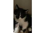 Adopt 052438 - Colby a Black & White or Tuxedo Domestic Shorthair cat in