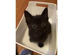 Adopt Poe a All Black Domestic Shorthair cat in Poplar Grove, IL (41531525)