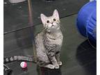 Adopt Strawberry a Brown or Chocolate (Mostly) Domestic Shorthair / Mixed cat in