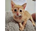Adopt Lancelot a Domestic Mediumhair / Mixed cat in Kennesaw, GA (41531518)