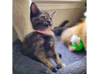 Adopt Guinevere a Tortoiseshell Domestic Shorthair cat in Kennesaw