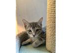 Adopt Knife a Gray, Blue or Silver Tabby Domestic Shorthair / Mixed cat in