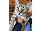Adopt Sage a Domestic Shorthair (short coat) cat in Denver, CO (41550713)