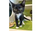 Adopt Eclipse a Domestic Shorthair (short coat) cat in Denver, CO (41494757)