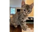 Adopt Miso a Domestic Shorthair (short coat) cat in Denver, CO (41550710)