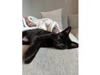 Adopt Luna a All Black Domestic Mediumhair (short coat) cat in Denver