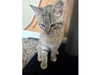 Adopt Parsley a Domestic Shorthair (short coat) cat in Denver, CO (41550709)