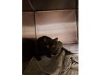 Adopt Madrid a All Black Domestic Shorthair cat in Gloucester, VA (41551461)