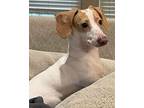 Adopt Bo a Dachshund / Mixed dog in Dallas, TX (41551460)