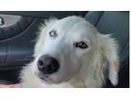 Adopt Elsa a White Labrador Retriever dog in Dallas, TX (41551459)