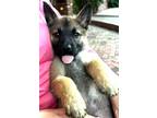 Adopt Gigi a Mixed Breed (Medium) / Mixed dog in Dallas, TX (41551458)